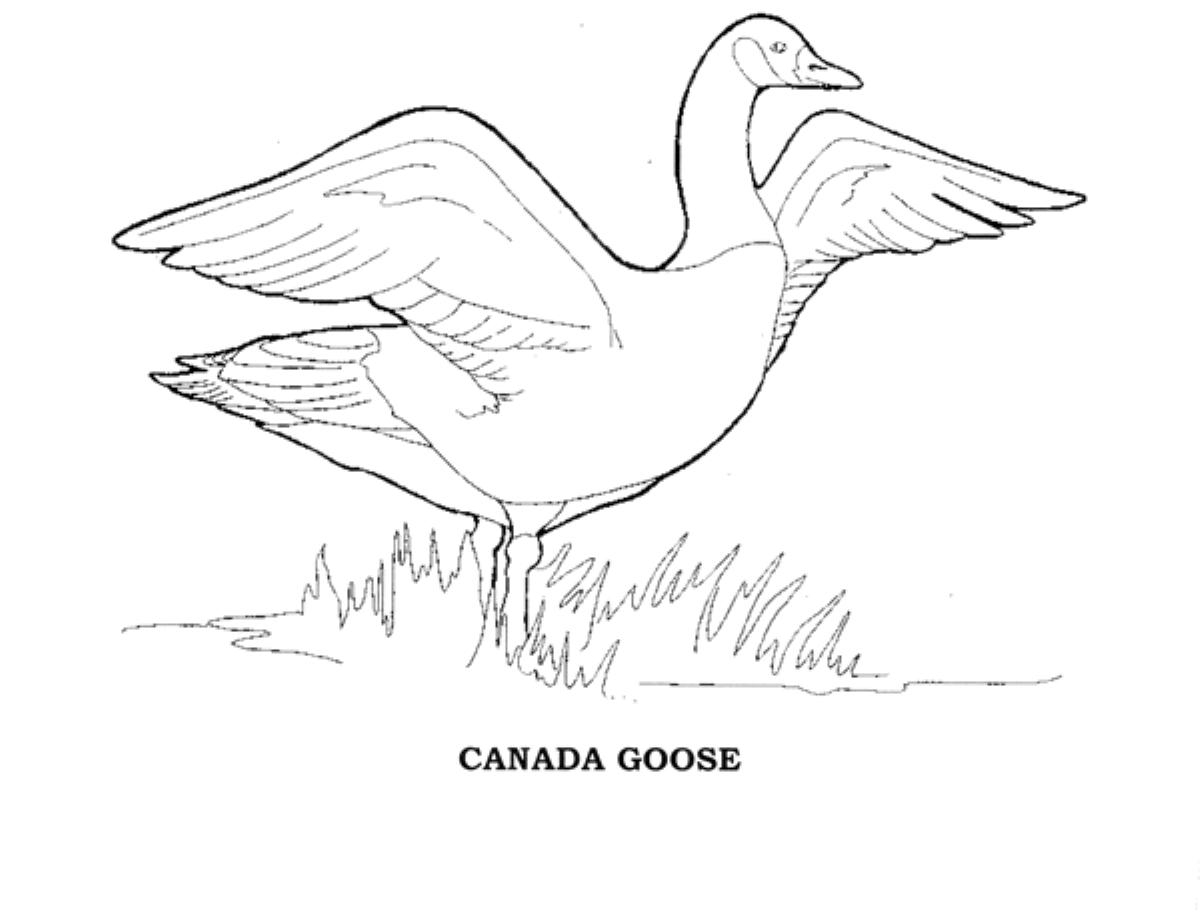 canada animals coloring pages - photo #19